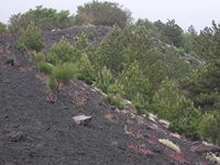 nte Rinatu-20110615 129